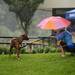 An owner and her dog in the rain during the 3rd annual Dog Days of Summer on Saturday, July 27. Daniel Brenner I AnnArbor.com
